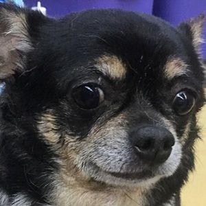 Meet your Posher, Patrick